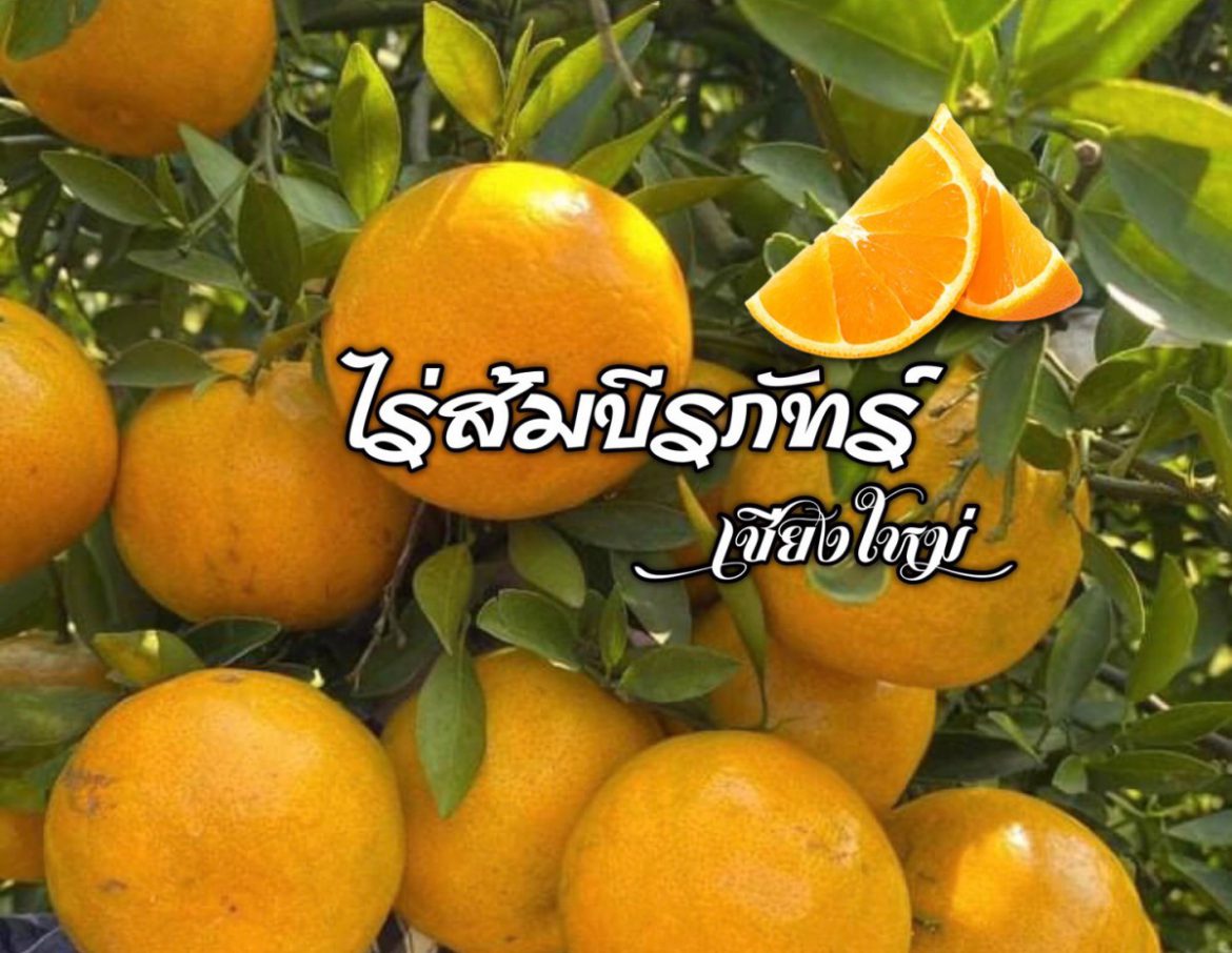 #แนะนำสินค้า ส้มอร่อยต้อง “ส้ม” ไร่ส้มบีรภัทร์