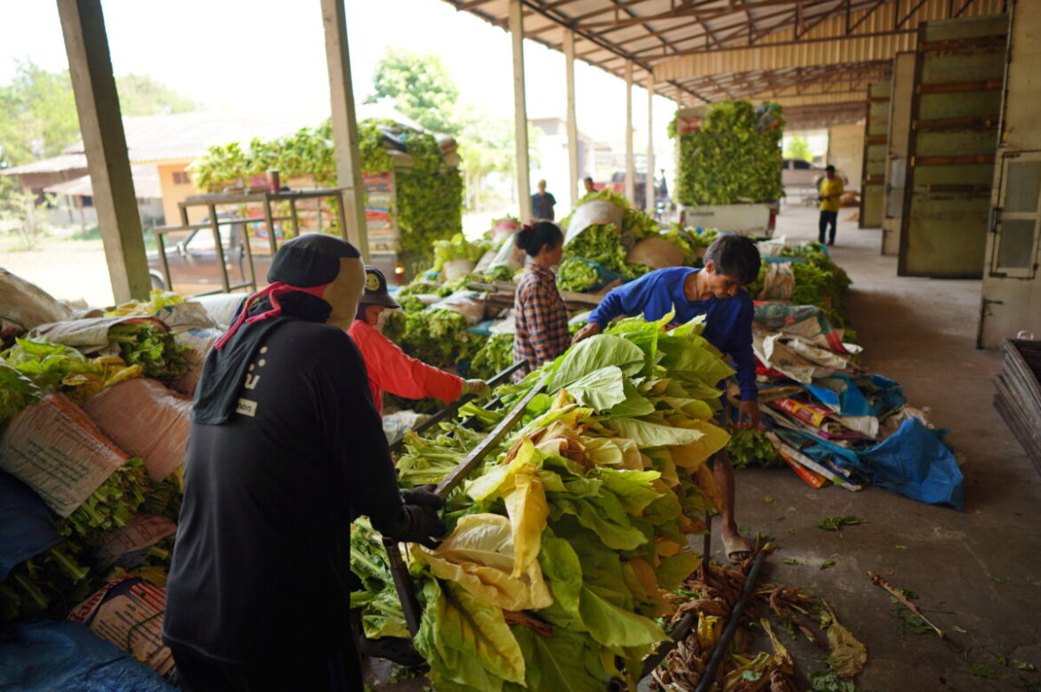 เกษตรกรยาสูบภาคเหนือเร่งปรับตัว รับมือกติกายาสูบโลก-สิ่งแวดล้อม วอนรัฐเดินหน้าปราบบุหรี่เถื่อนจริงจัง